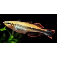 Bedotia Geayi 4-5cm Bedotia Geayi 4-5cm